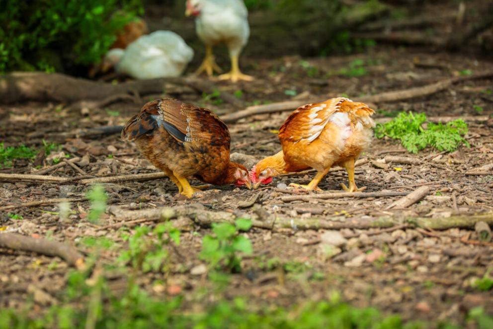 what herbs are safe for chickens